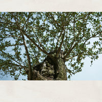 byTREES リフレッシュエアドライシャンプーミスト 120ml (シトラスホワイトティー)