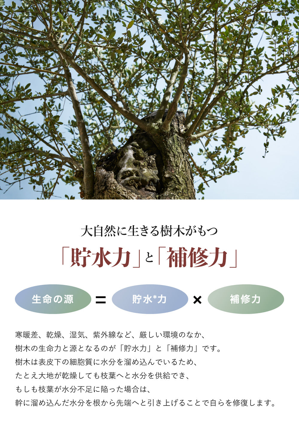 byTREES さらグロッシー スリークボンドエマルジョン 100ml